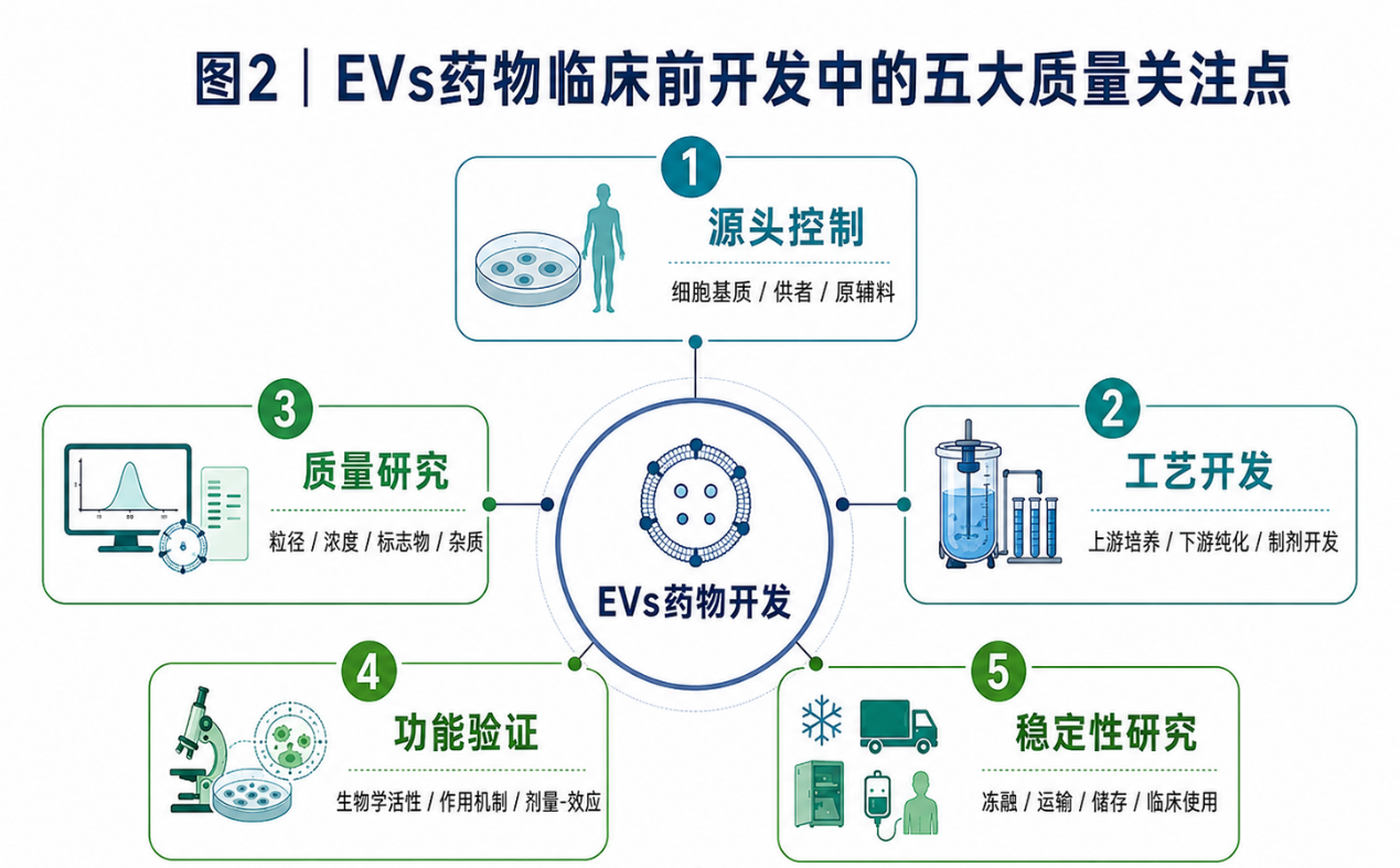 EVs 药物迈向临床：从政策新动向看细胞外囊泡研发的下一步