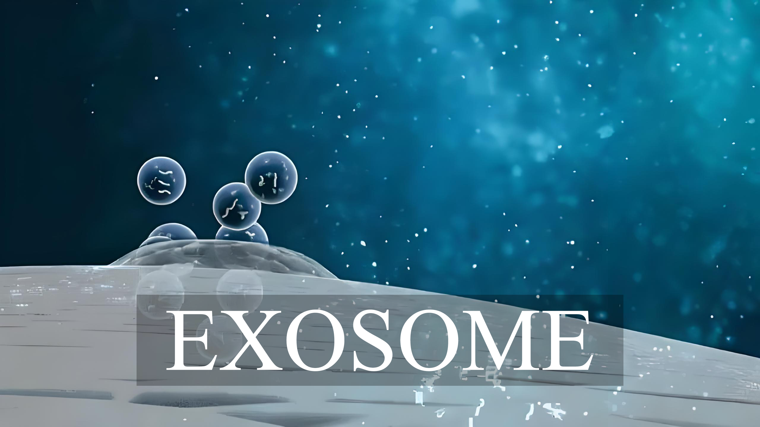 banner01.png